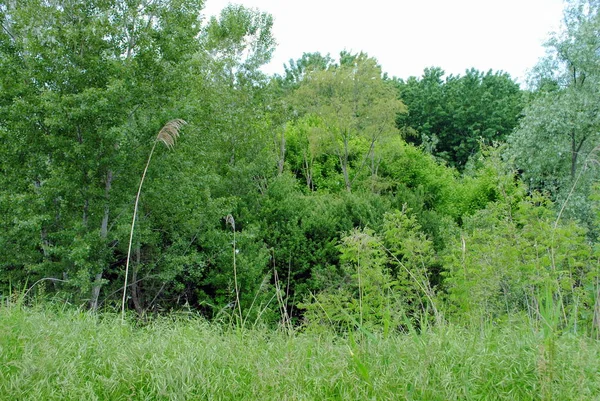 Grönt Gräs Och Träd Natur Bakgrund — Stockfoto