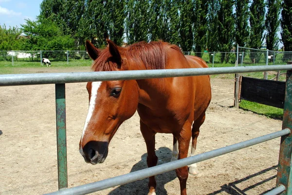 Cavalo Castanho Estábulo Conceito Cativeiro — Fotografia de Stock