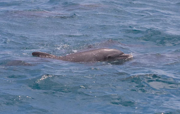 在海中漂流的海豚 — 图库照片