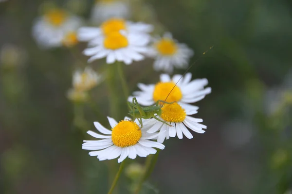 Detailní Makro Pohled Kobylku Hmyzu — Stock fotografie