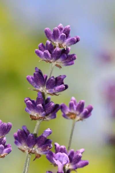 芳香のある紫色の花 バイオレットラベンダー — ストック写真
