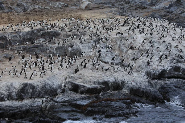 Vista Panorámica Las Aves Cormoranes Naturaleza — Foto de Stock