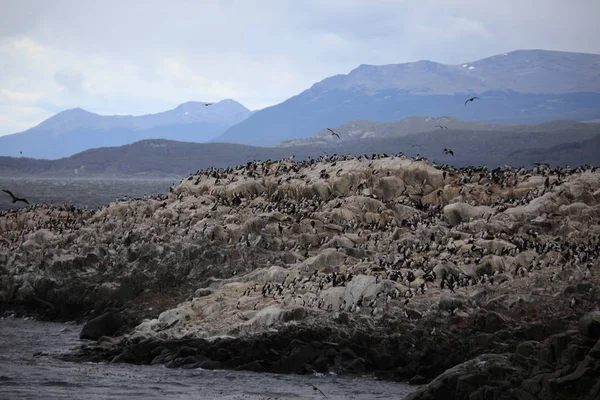 Vista Panoramica Dei Cormorani Uccelli Natura — Foto Stock