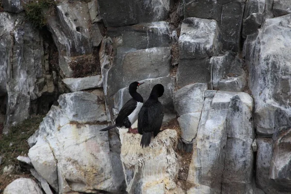 Vue Panoramique Des Cormorans Oiseaux Nature — Photo