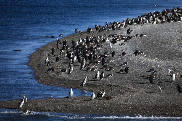 Magellano Pinguini Vista Giorno — Foto Stock