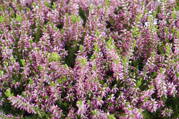 Full Frame Background Dense Filigree Pink Flowers — Stock Photo, Image