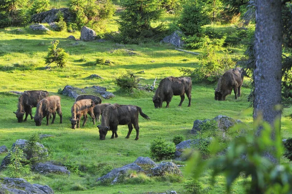 Группа Слонов Горах — стоковое фото