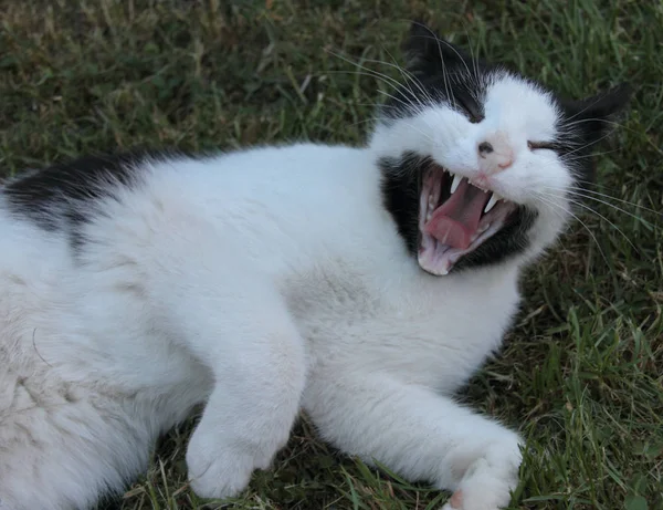 Gato Blanco Negro — Foto de Stock