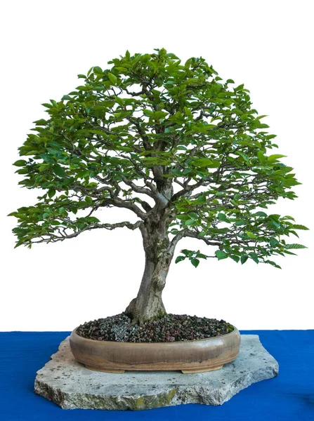 老角梁 Carpinus Betulus 如盆栽中的盆景树 免版税图库图片