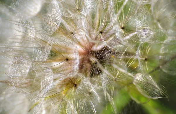 Pusteblume Datail Mit Blick Auf Den Samen — Stockfoto