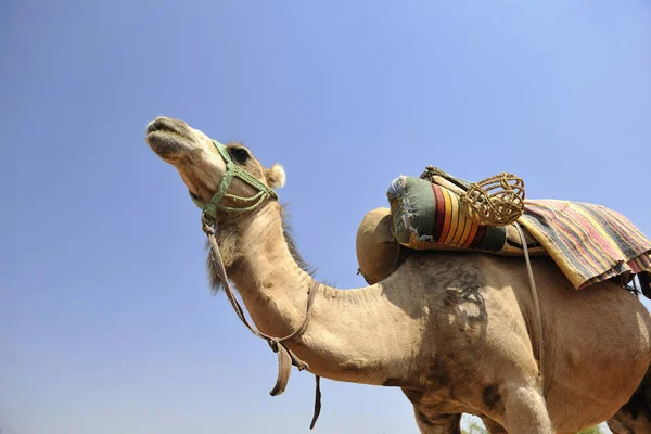 Divoký Velbloudí Živočich Turistické Safari — Stock fotografie