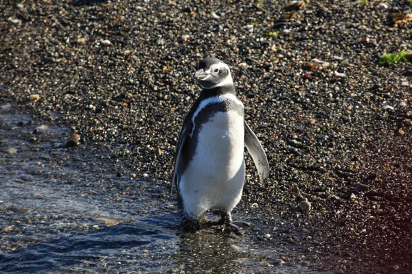 Pinguins Magellan Ver Durante Dia — Fotografia de Stock