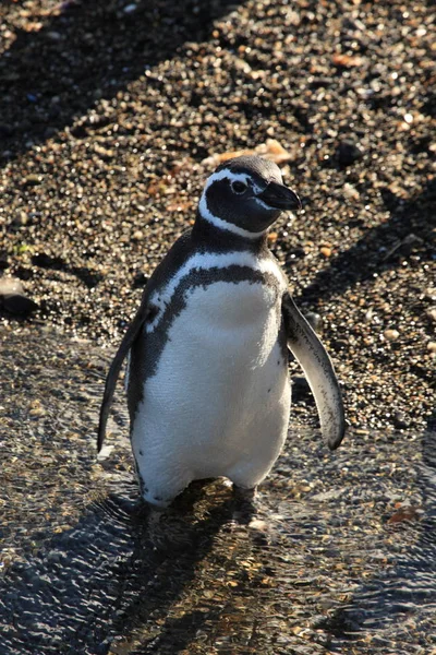 Pinguins Magellan Ver Durante Dia — Fotografia de Stock