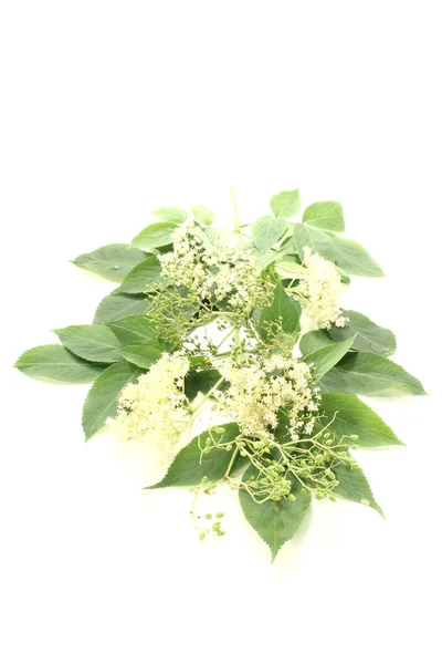 Flores Blancas Elderberry Con Hojas Verdes Sobre Fondo Brillante — Foto de Stock