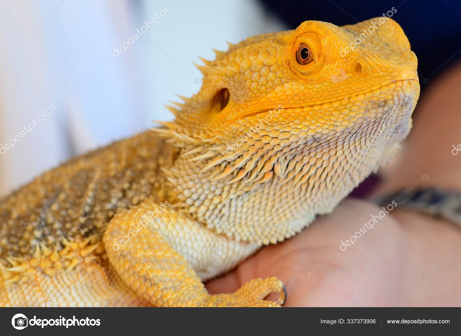Skjeggete Drage Eksotisk Øgle Reptil – stockfoto © PantherMediaSeller  #337373906, image size:1600x1165