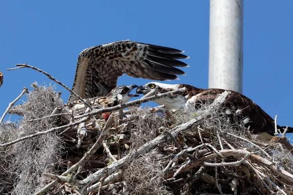 Luonnonkaunis Näkymä Kaunis Osprey Lintu — kuvapankkivalokuva