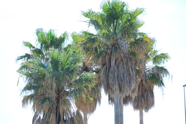 Palmblad Flora Naturen Träd — Stockfoto