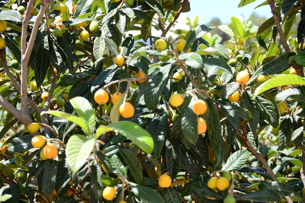 Medlars Δέντρα Φρούτα Και Χλωρίδα — Φωτογραφία Αρχείου