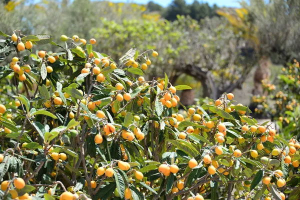 Medlars Tree Fruits Flora — Stock Photo, Image