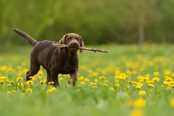 Portrait Chien Mignon — Photo