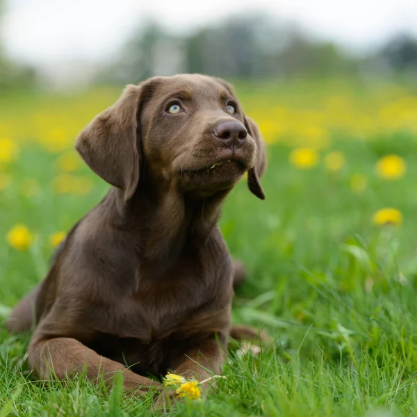 Portrait Chien Mignon — Photo