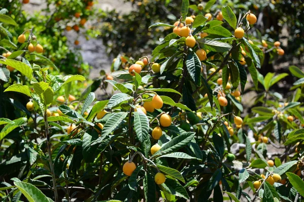 Natureza Bela Espanha — Fotografia de Stock