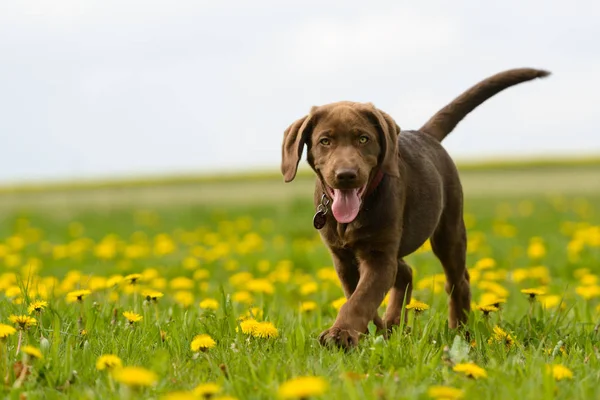 Jonge Dieren Selectieve Focus — Stockfoto