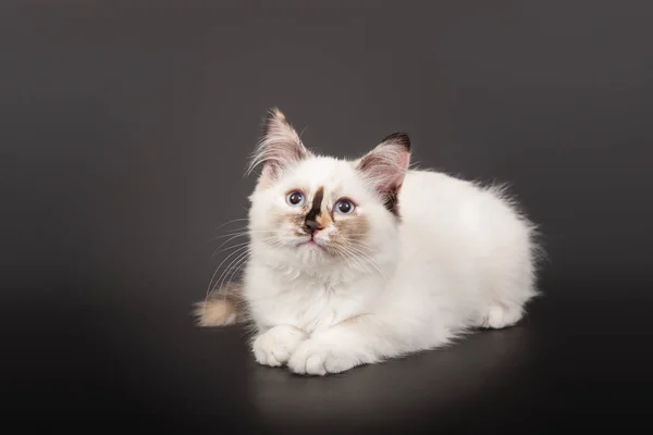 Siberian Forest Kitten Dark Background — Stock Photo, Image