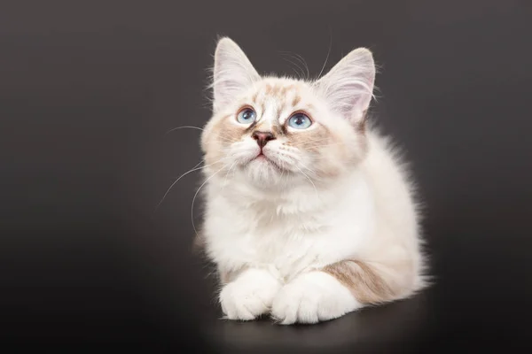 Siberian Forest Kitten Dark Background — Stock Photo, Image