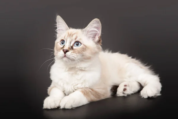 Siberian Forest Kitten Dark Background — Stock Photo, Image