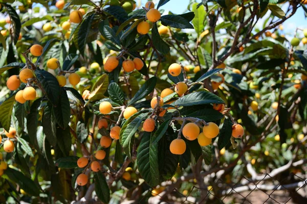 Medlarver Träd Frukt Och Flora — Stockfoto