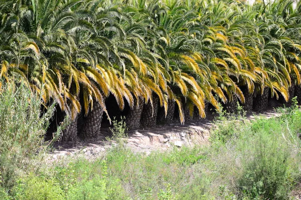 Hojas Palma Flora Naturaleza Árbol — Foto de Stock