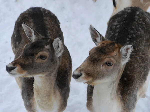 Jachère Cerf Faune Animale — Photo