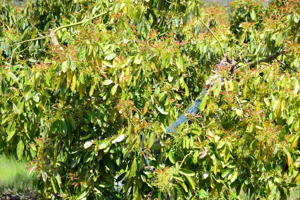 Avocados Baum Flora Und Laub — Stockfoto