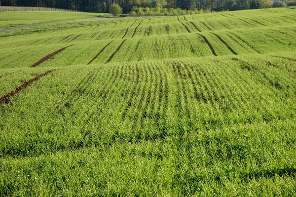 Зелене Поле Пшениці Влітку — стокове фото
