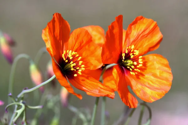 Verão Flora Vermelho Poppy Flor — Fotografia de Stock