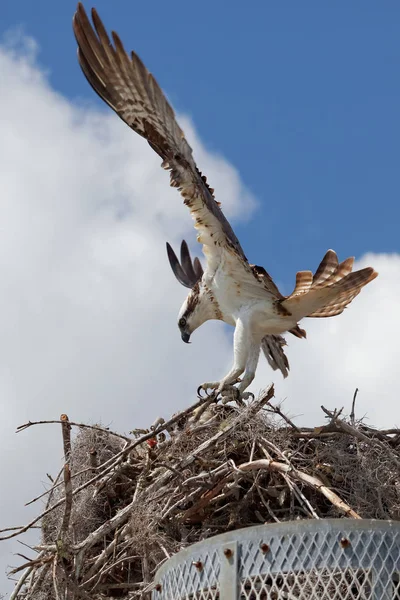 Luonnonkaunis Näkymä Kaunis Osprey Lintu — kuvapankkivalokuva