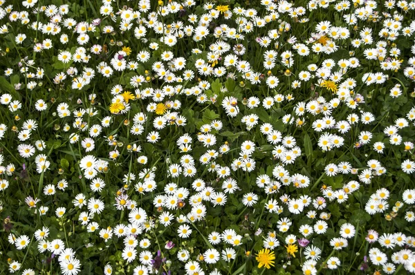 Primavera Pradera Con Margaritas — Foto de Stock