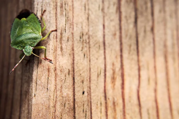 Close Van Een Insect Wilde Natuur — Stockfoto