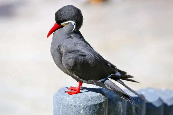 Schilderachtig Uitzicht Prachtige Vogel Natuur — Stockfoto