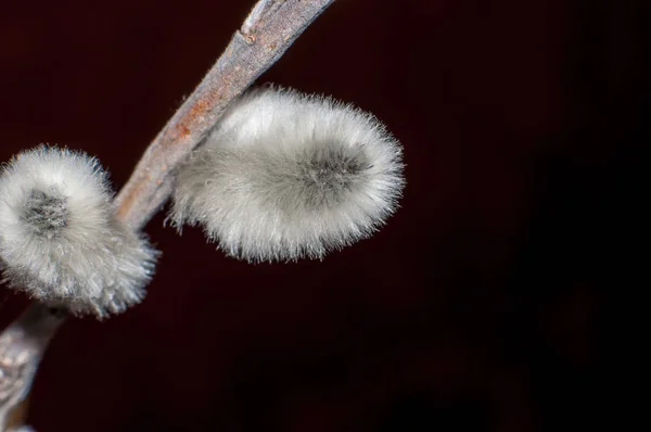 Weidenzweige Blühen Ostern Zum Fest Der Strahlenden Auferstehung Christi — Stockfoto