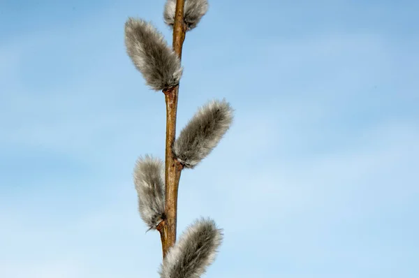 Willow Kvistar Att Blomma För Påsk För Högtiden Strålande Uppståndelse — Stockfoto