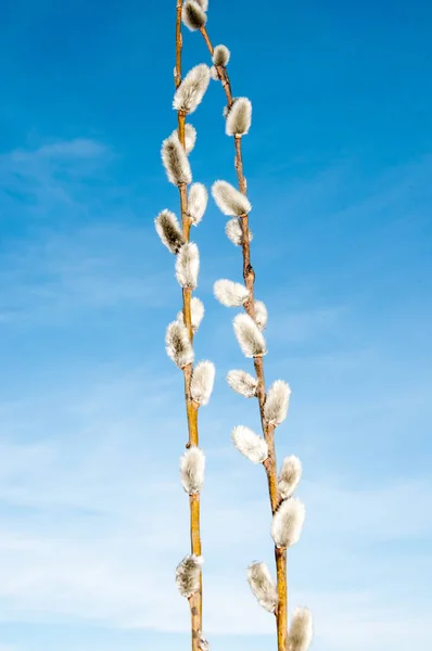 Willow Sprigs Bloom Easter Feast Radiant Resurrection Christ — Stock Photo, Image