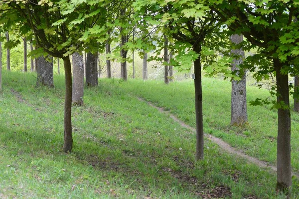 Flora Van Het Wilde Bos Overdag — Stockfoto