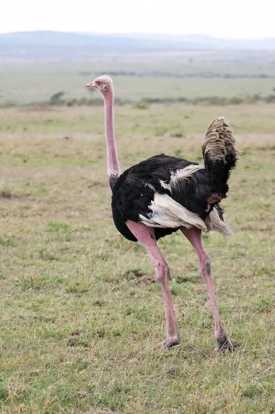 Ostrich Masai Ras Struthio Camelus Hane Vilda Djur — Stockfoto
