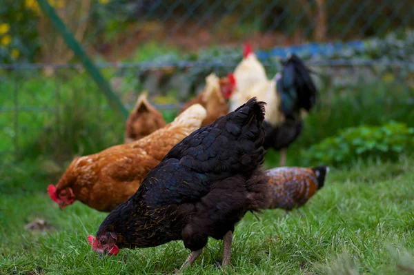 Pollos Campo Abierto — Foto de Stock