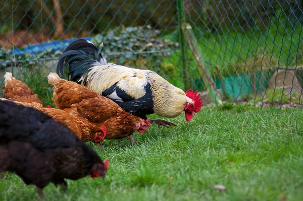 Pollos Campo — Foto de Stock