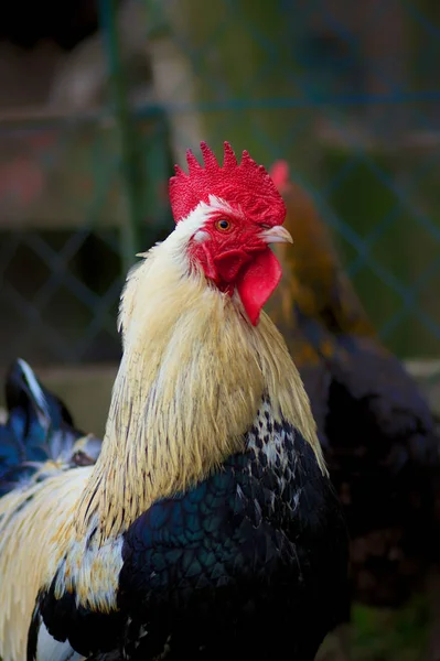 Szabad Tartású Csirkék — Stock Fotó