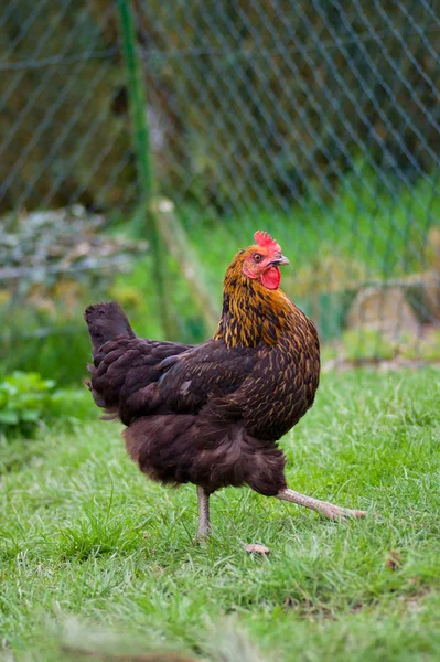 Kuřata Volném Výběhu — Stock fotografie