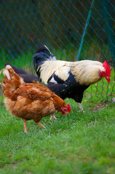 Pollos Campo Abierto — Foto de Stock